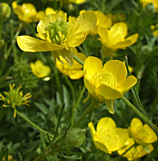 שוהם, אפריל. צילום: © שרה גולד