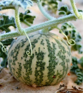 נחל סכר, יולי 2017. צילום: © מאיר קפויה