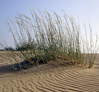 צילום: © איתן שפירא
