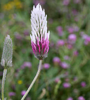 שמורת שיטה מלבינה ליד אשדוד, 3-2010. צילום: © שרה גולד