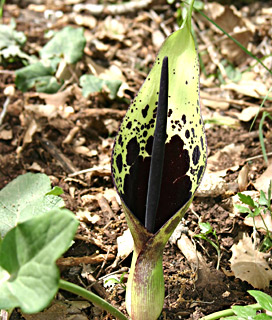 כרמל, 4-10. צילום: © אלי ליבנה