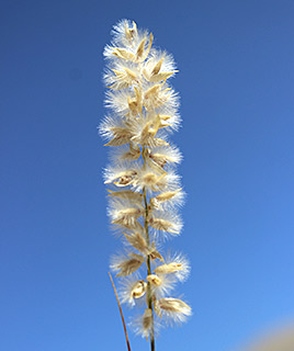 חרמון, 6-2016. צילום: © איתן שפירא