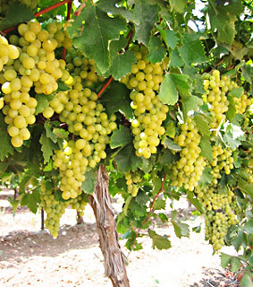 גמזו, אוגוסט. צילום: © שרה גולד