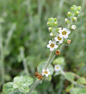 מושב גמזו, אפריל. צילום: © שרה גולד