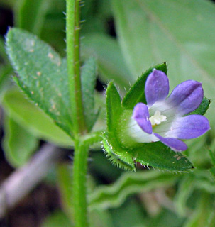יחיעם, מאי. צילום: © ערגה אלוני