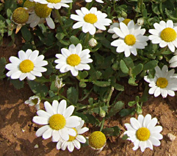 שמורת חוף השרון, אפריל. צילום: © שרה גולד