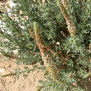 פברואר. צילום: © ערגה אלוני