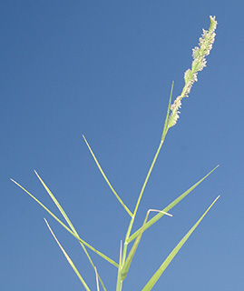  ואדי מלחה בעמק הירדן, 5-2014, צילום: © דרור מלמד