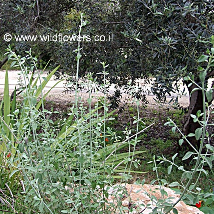 צמח הבר גדל בגינה. צילום: שרה גולד