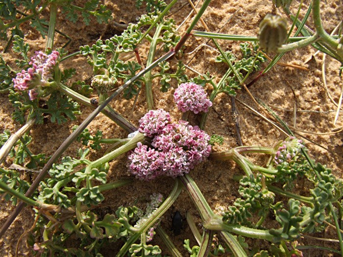 מראה כללי. צילום: שרה גולד