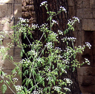 ליד עין צור -רמת הנדיב, 4-2022. צילום: © שרה גולד