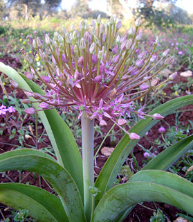 אפריל. צילום: © יואב גרטמן