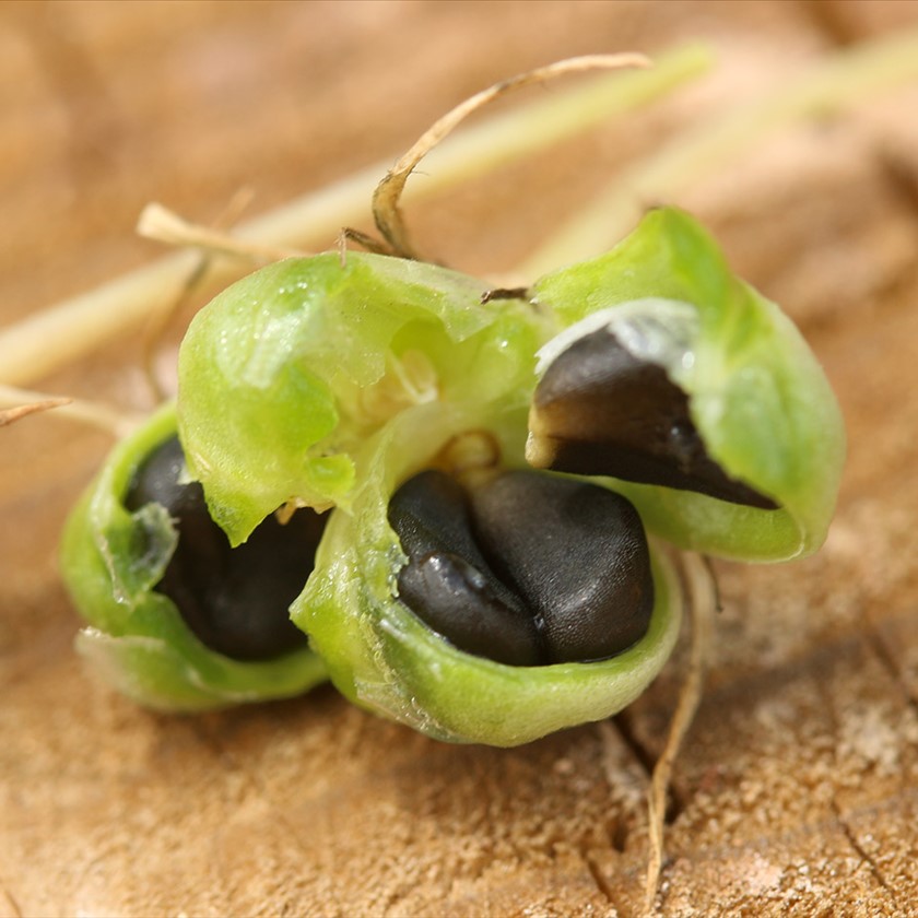 זרעים מבשילים. צילום: שרה גולד