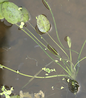 משתלה בציפורי, נובמבר. צילום: © שמעון כהן-סיוון