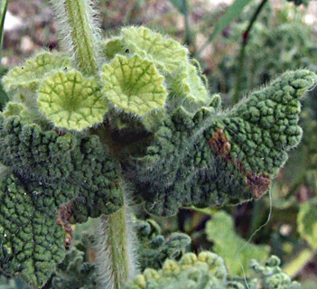 נחל שורק, אפריל. צילום: © שרה גולד