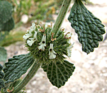 נחל שורק, אפריל. צילום: © שרה גולד