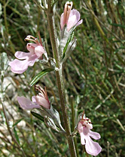 שמורת סנסן, אפריל. צילום: © שרה גולד