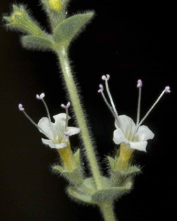 צילום: © יהודה מרטה