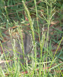 במאגר שיקוע נחלי מנשה , 11-9-09. צילום: © דרור מלמד