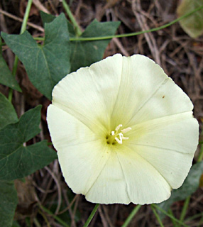 נחל שופט, מאי. צילום: © שרה גולד