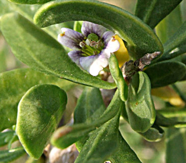 שמורת השרון, אפריל. צילום: © שרה גולד