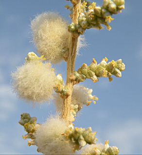 ערבה, אוגוסט. צילום: © מורי חן