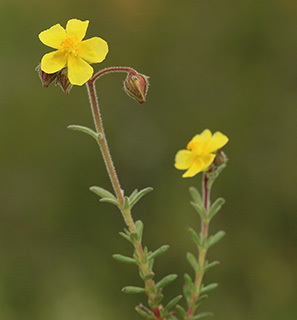 ליד לפיד, 3-2019. צילום: © שרה גולד