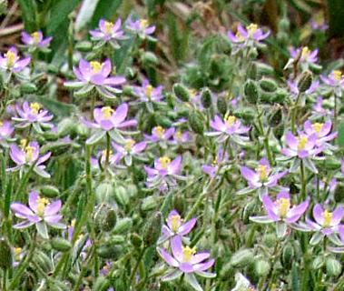 לוד, אפריל. צילום: © שרה גולד