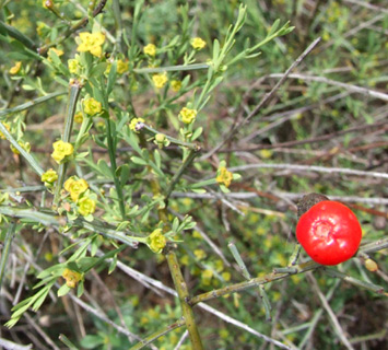 הרי ירושלים, אפריל. צילום: © שרה גולד
