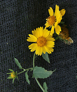 שרון, 11-2015, צילום: © שרה גולד