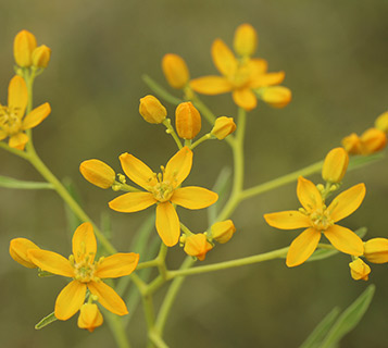 גני הנדיב, 5-2017. צילום: © שרה גולד