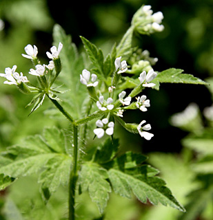 רמת הגולן, 4-2014. צילום: © ערגה אלוני
