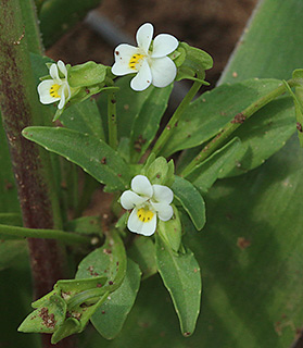 נאות קדומים , 3-2016. צילום: © שרה גולד