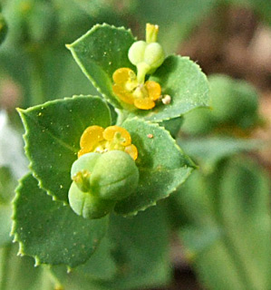 צילום: © שרה גולד