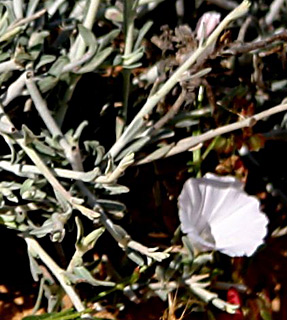 הר הנגב, מאי. צילום: © אלי ליבנה