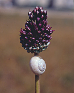 צילום: © יהודה מרטה