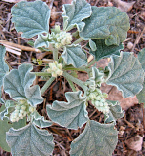 שדות פתוחים ליד יער בן שמן, יוני. צילום: © שרה גולד