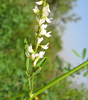 מושב גמזו, יוני. צילום: © שרה גולד