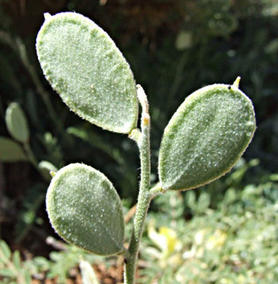 צילום: © שרה גולד