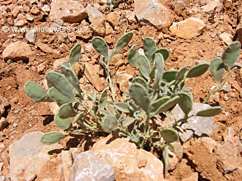 הצמח בנוף. צילום: שרה גולד