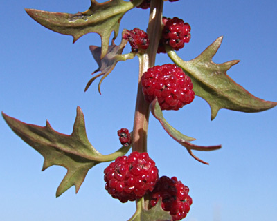 חרמון, יוני, צילום: © שרה גולד