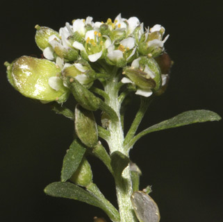 צילום: © שמעון כהן-סיוון