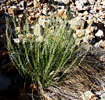 חרמון, יוני. צילום:  © שרה גולד