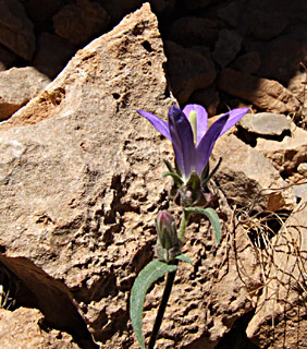 חרמון, יוני. צילום: © שרה גולד
