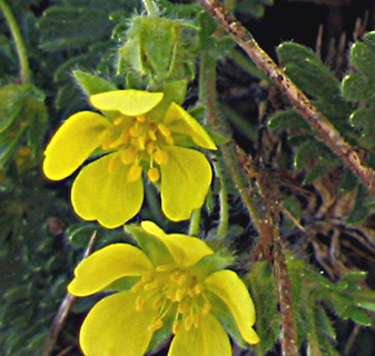 חרמון, יוני. צילום: © שרה גולד