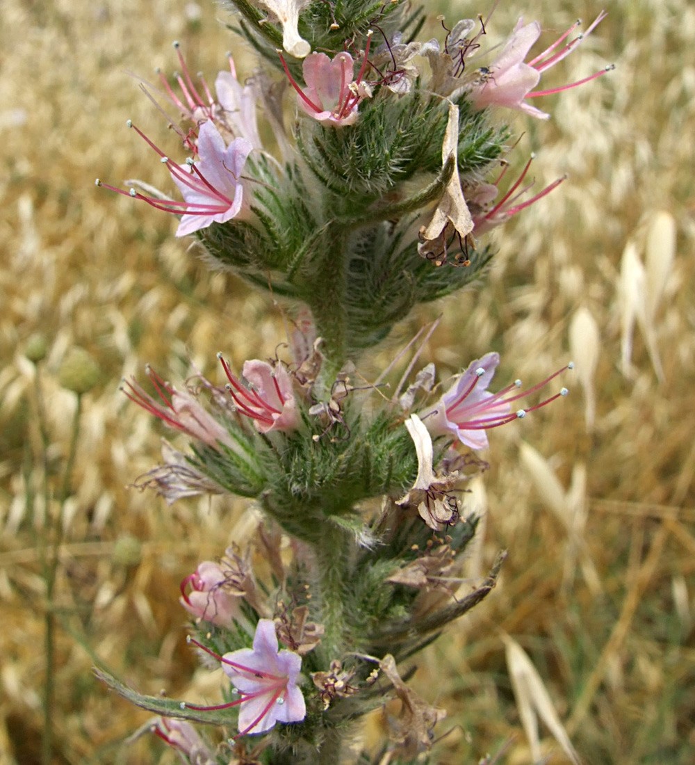 חלקו הגבוה של הצמח בהגדלה. צילום: שרה גולד