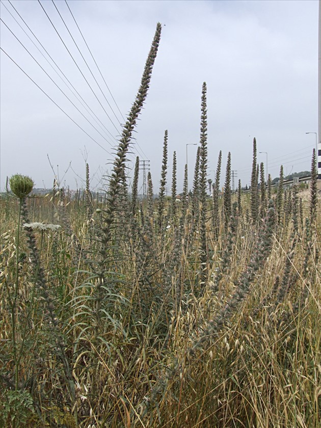 מאות צמחים מול משטרת ואדי ערה. צילום: שרה גולד