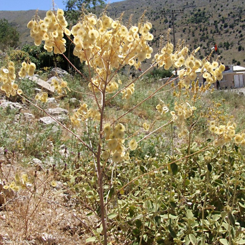 הצמח היבש בנוף. צילום: שרה גולד