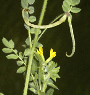 מרץ, צילום: © יהודה מרטה