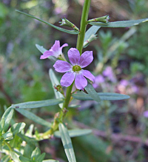 ליד הישוב נמרוד, יוני. צילום: © שרה גולד